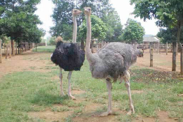 Bỏ nghề kỹ sư về quê đào ao nuôi cá, 9x Hải Phòng kiếm tiền tỷ đều tay-6