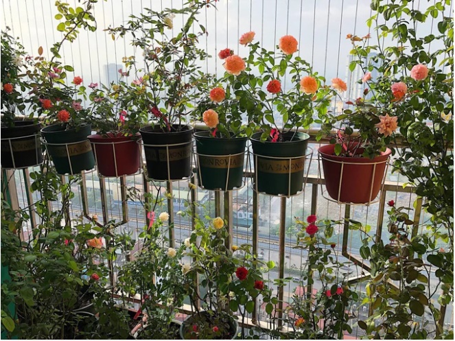 Chuyên gia phong thủy bật mí: Trồng cây trước nhà lỗi thời, đây mới là vị trí lộc khí” nhà giàu nào cũng có-1