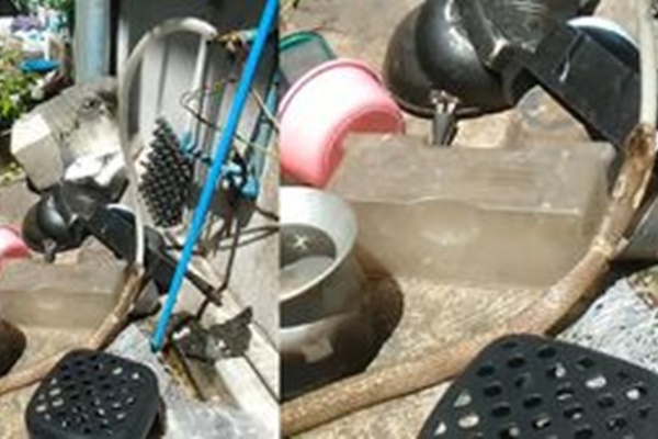 Clip: Đang bò trên đường, rắn độc bay lên đớp người đi xe máy-1