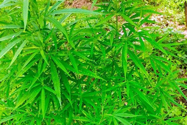 Lai lịch người đàn ông Pháp trồng cả vườn cần sa ở bãi giữa sông Hồng-3