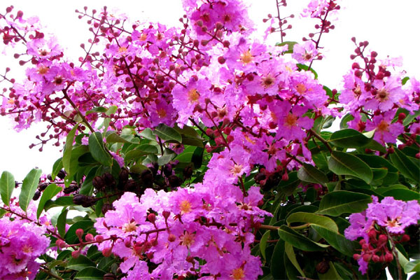 An ủi người trong mộng một thời, tôi đã cắm sừng vợ-1