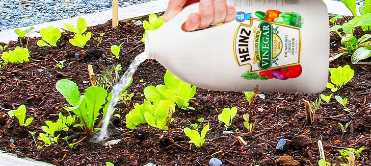 Đổ giấm vào chậu cây, bạn sẽ bất ngờ vì thấy điều này xảy ra-1