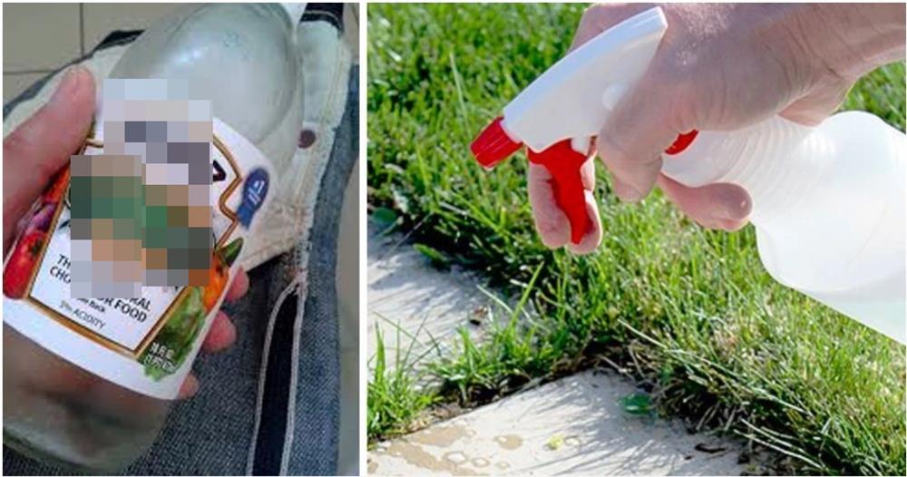 Đổ giấm vào chậu cây, bạn sẽ bất ngờ vì thấy điều này xảy ra-4
