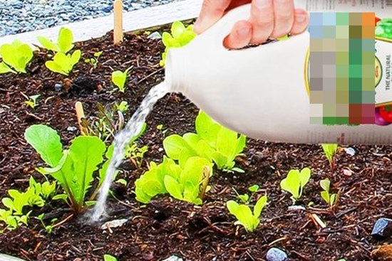 Đổ giấm vào chậu cây, bạn sẽ bất ngờ vì thấy điều này xảy ra