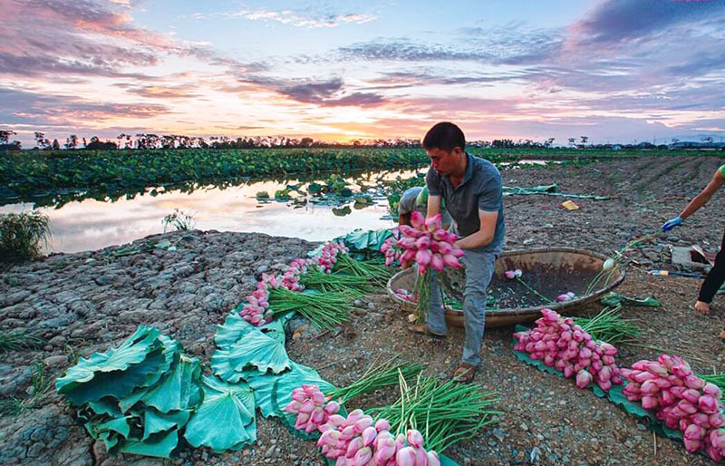 Biến đồng hoang thành đầm sen khổng lồ, anh nông dân lập kỷ lục triệu bông hoa-2