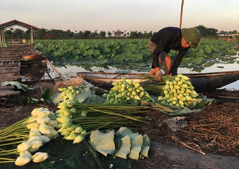 Biến đồng hoang thành đầm sen khổng lồ, anh nông dân lập kỷ lục triệu bông hoa-4