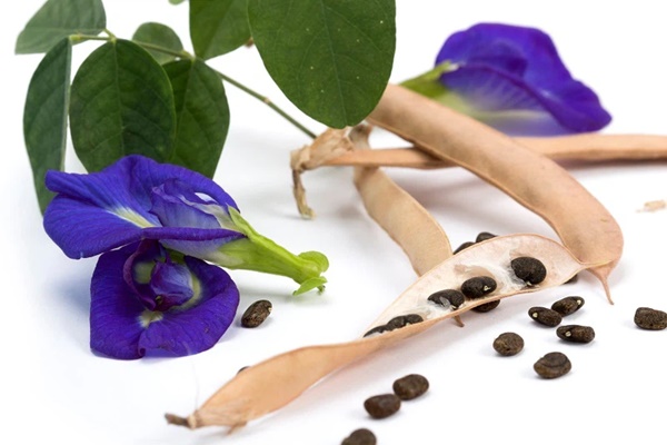 Trong hoa đậu biếc có 2 bộ phận chứa độc tố có thể gây ngộ độc, nhiều gia đình vẫn chưa biết để dùng cho đúng-2