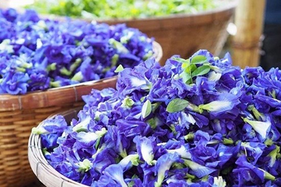 Trong hoa đậu biếc có 2 bộ phận chứa độc tố có thể gây ngộ độc, nhiều gia đình vẫn chưa biết để dùng cho đúng