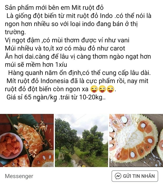 Mít ruột đỏ giá cao gấp 10 lần mít Thái vẫn cháy hàng-2