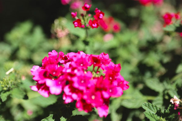 Vợ nằng nặc đòi ly hôn vì cuộc sống quá yên bình-1