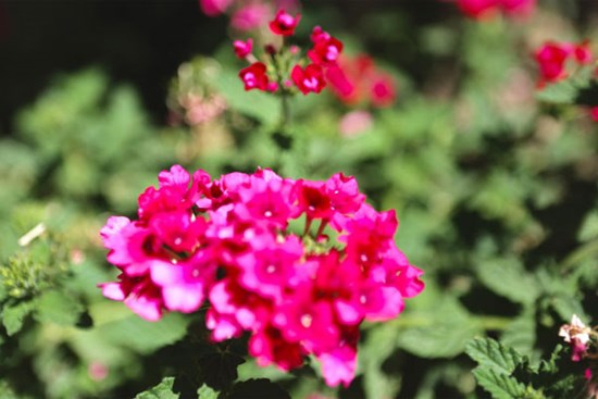 Vợ nằng nặc đòi ly hôn vì cuộc sống quá yên bình