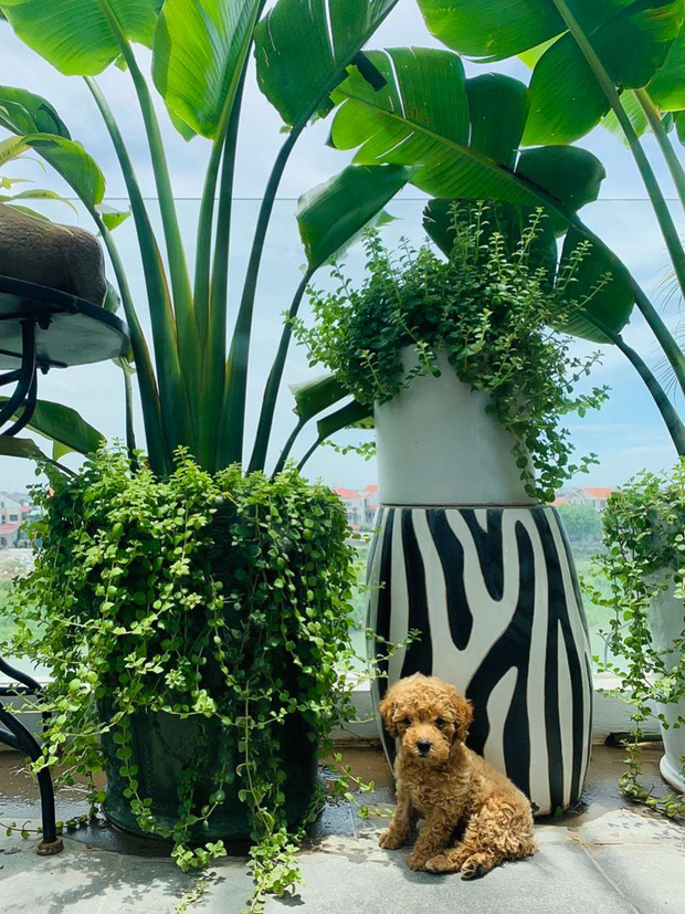 Căn nhà 5 tầng của vợ chồng Bát Tràng, thiết kế 3 ban công xanh nhưng vẫn đầu tư hẳn 400 triệu cho sân thượng 160m2-22