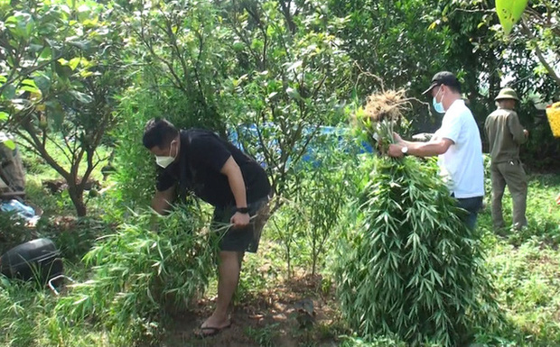 Lai lịch người đàn ông Pháp trồng cả vườn cần sa ở bãi giữa sông Hồng-1