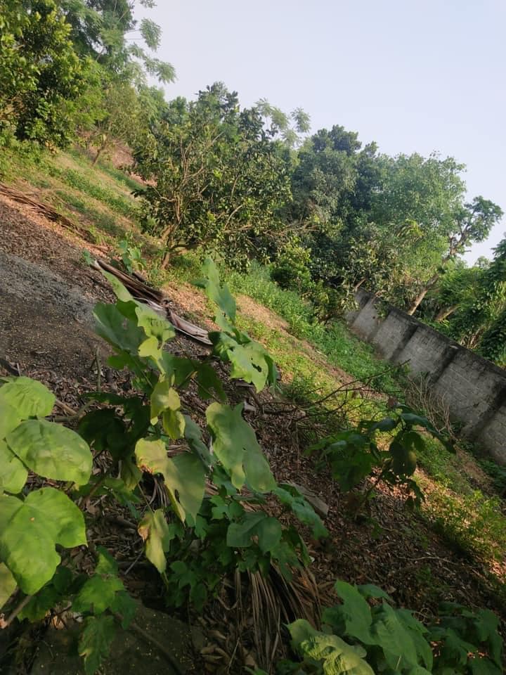 Mỗi tháng tiết kiệm ít nhất 1 chỉ vàng, mẹ ở Hà Nội sau gần 10 năm đã có 2 mảnh đất nền ưng ý-3