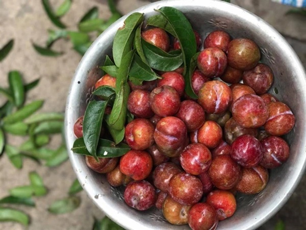 Kết quả bất ngờ khi soi quả mận dưới kính hiển vi và 5 đối tượng dù thèm cũng không nên ăn mận kẻo rước bệnh vào người-5