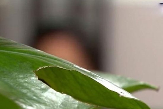 Nhận người đàn ông ngoài 70 tuổi làm cha nuôi nhưng lại phát sinh quan hệ tình dục, người phụ nữ nhận kết cục không ngờ tới