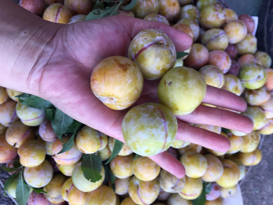 Mận tam hoa mất giá quá nửa, mòn mỏi chờ thương lái tới mua-1