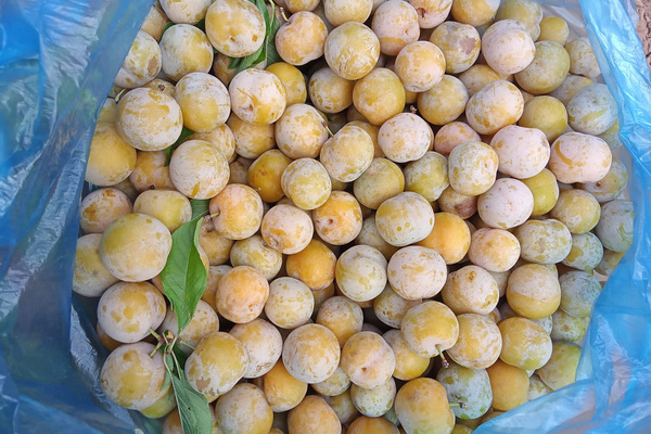 Mận tam hoa mất giá quá nửa, mòn mỏi chờ thương lái tới mua-2