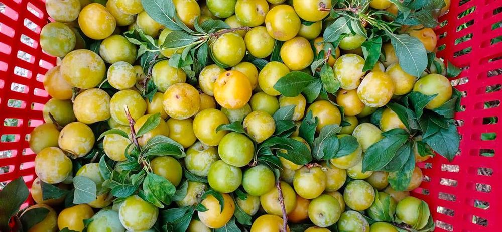 Mận tam hoa mất giá quá nửa, mòn mỏi chờ thương lái tới mua-3