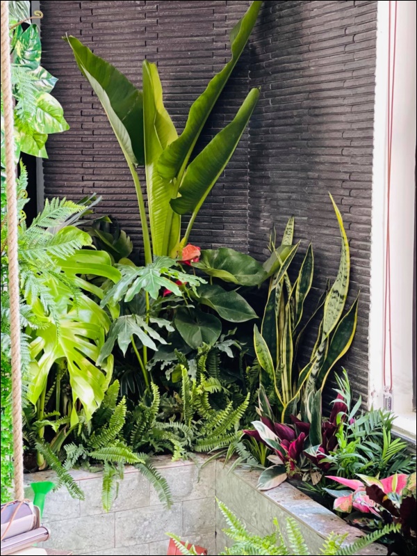 Hồng Đăng tự tay chăm chút cho khu vườn nhỏ trong biệt thự hoàng tráng 2 mặt tiền tọa lạc ngay trung tâm Tp.Hà Nội-5