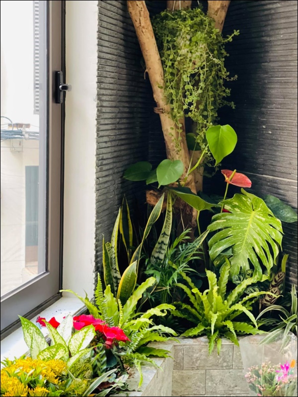 Hồng Đăng tự tay chăm chút cho khu vườn nhỏ trong biệt thự hoàng tráng&nbsp;2 mặt tiền tọa lạc ngay trung tâm Tp.Hà Nội-4