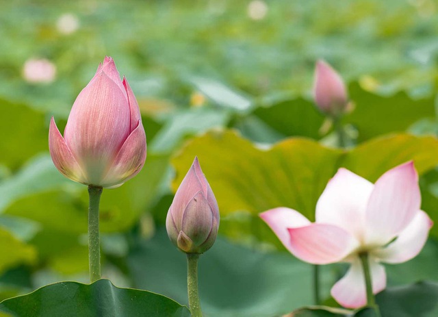 Trà ướp sen chát trước ngọt sau giá 10 triệu đồng/kg-3