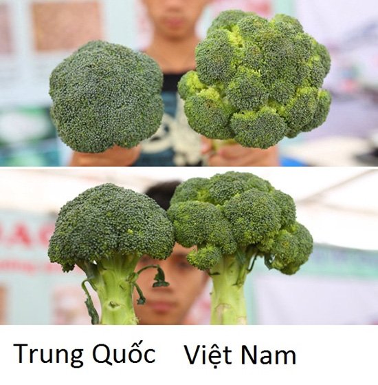 20 cách phân biệt rau củ Trung Quốc và Việt Nam, nắm chắc để tránh mua nhầm-1