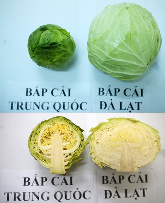 20 cách phân biệt rau củ Trung Quốc và Việt Nam, nắm chắc để tránh mua nhầm-4