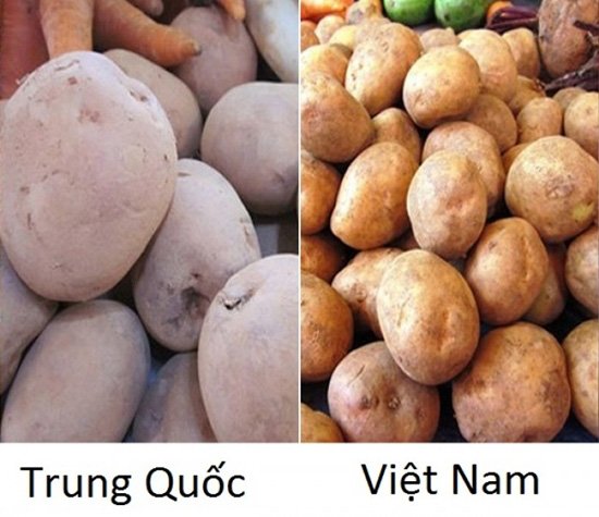 20 cách phân biệt rau củ Trung Quốc và Việt Nam, nắm chắc để tránh mua nhầm-7