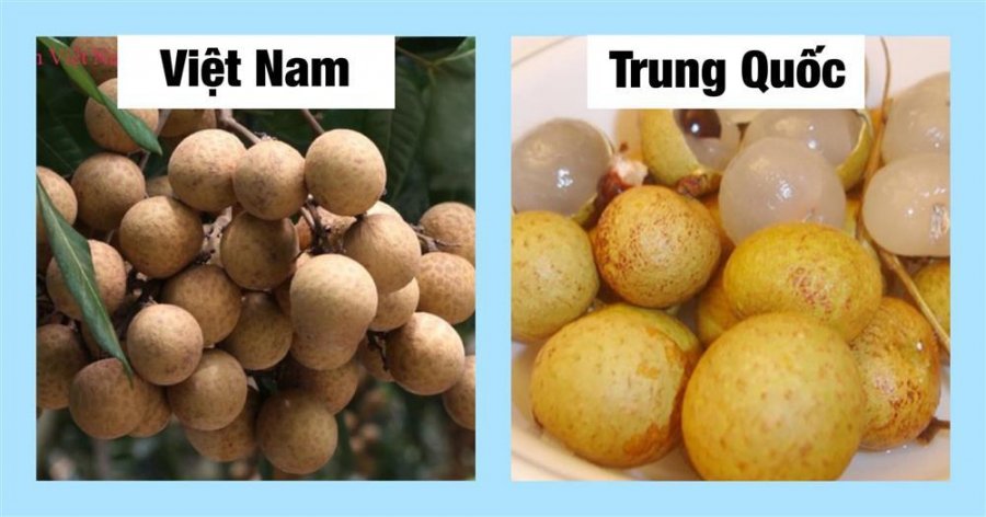 20 cách phân biệt rau củ Trung Quốc và Việt Nam, nắm chắc để tránh mua nhầm-10