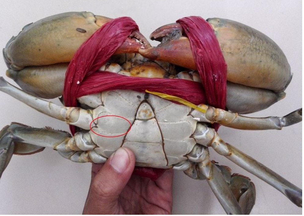 Mẹo hay từ người ngư dân: Cách phân biệt cua biển Cà Mau thật - giả-1