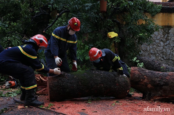 Hà Nội: Cây cổ thụ hàng chục năm tuổi bất ngờ bật gốc sau trận gió lớn, đè sập tường Tòa án nhân dân tối cao-2