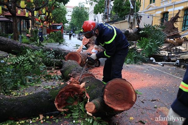Hà Nội: Cây cổ thụ hàng chục năm tuổi bất ngờ bật gốc sau trận gió lớn, đè sập tường Tòa án nhân dân tối cao-3