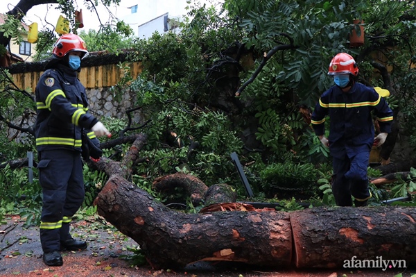 Hà Nội: Cây cổ thụ hàng chục năm tuổi bất ngờ bật gốc sau trận gió lớn, đè sập tường Tòa án nhân dân tối cao-4