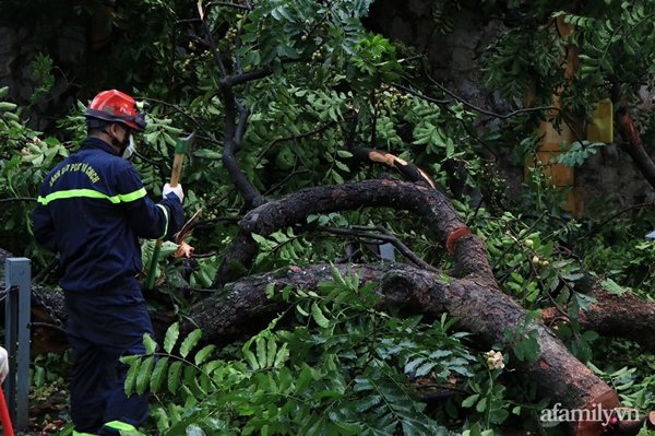 Hà Nội: Cây cổ thụ hàng chục năm tuổi bất ngờ bật gốc sau trận gió lớn, đè sập tường Tòa án nhân dân tối cao-8