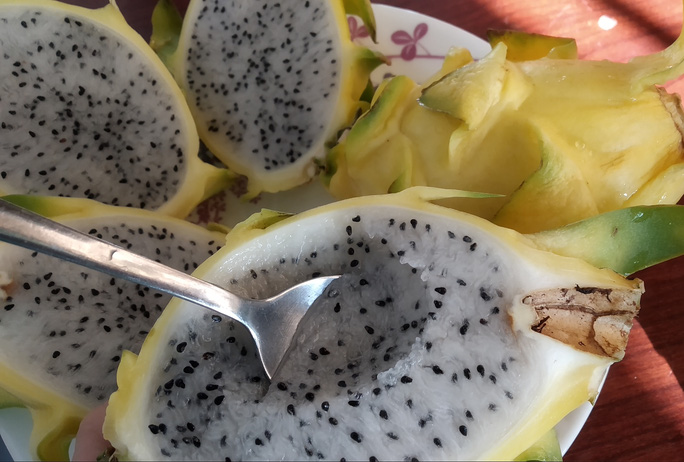 Vì sao thanh long vàng độc - lạ nhưng vẫn rớt giá thảm hại?-3