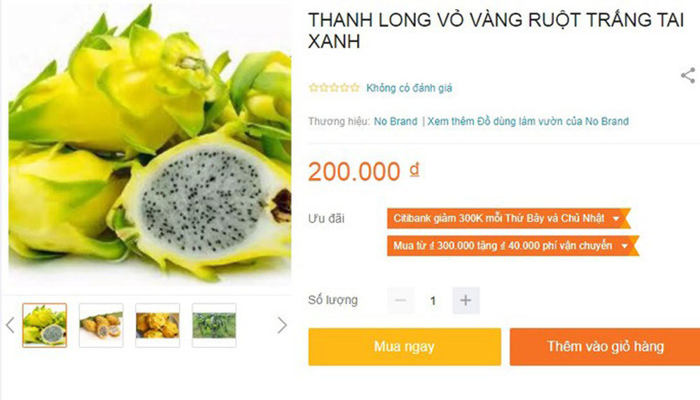 Vì sao thanh long vàng độc - lạ nhưng vẫn rớt giá thảm hại?-4