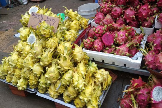 Vì sao thanh long vàng độc - lạ nhưng vẫn rớt giá thảm hại?
