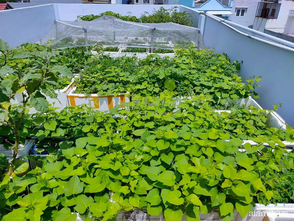 Vườn cây ăn quả trên sân thượng không khác gì một trang trại trên không ở quận 9, Sài Gòn-2