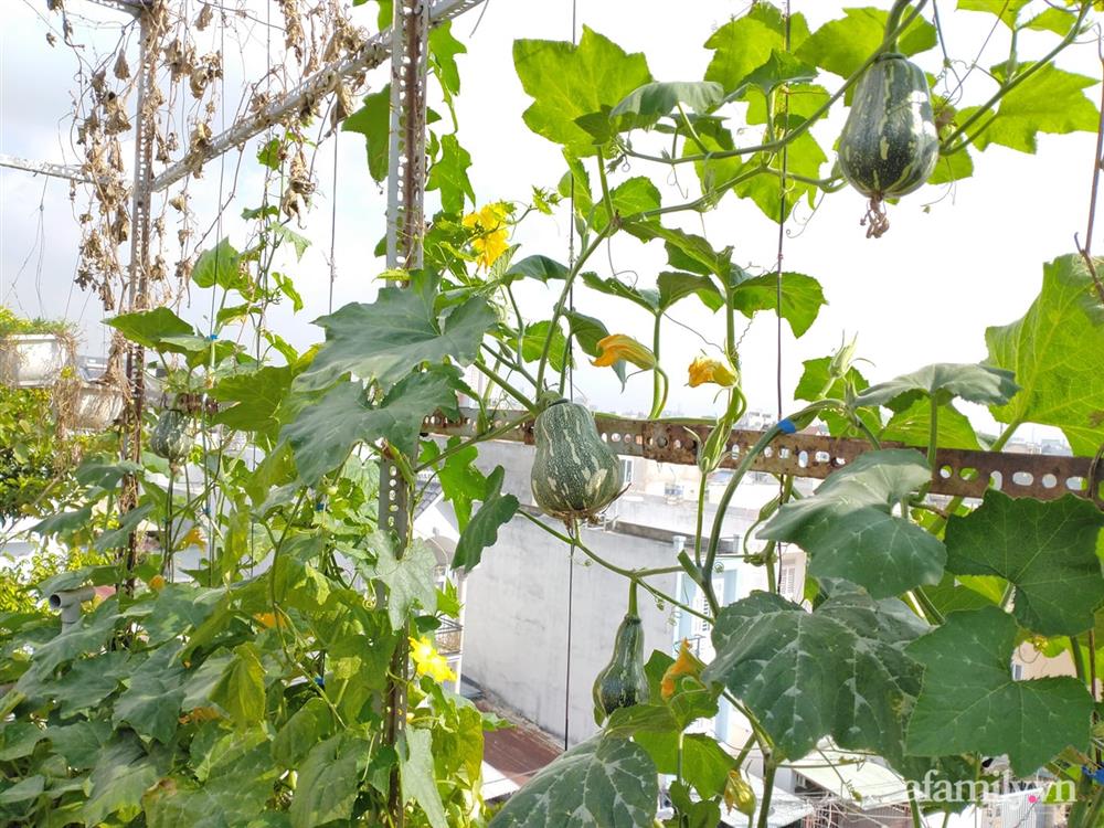 Vườn cây ăn quả trên sân thượng không khác gì một trang trại trên không ở quận 9, Sài Gòn-3