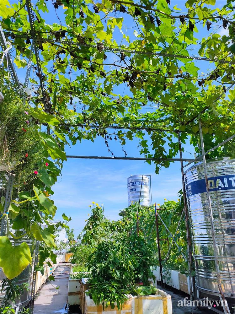 Vườn cây ăn quả trên sân thượng không khác gì một trang trại trên không ở quận 9, Sài Gòn-5