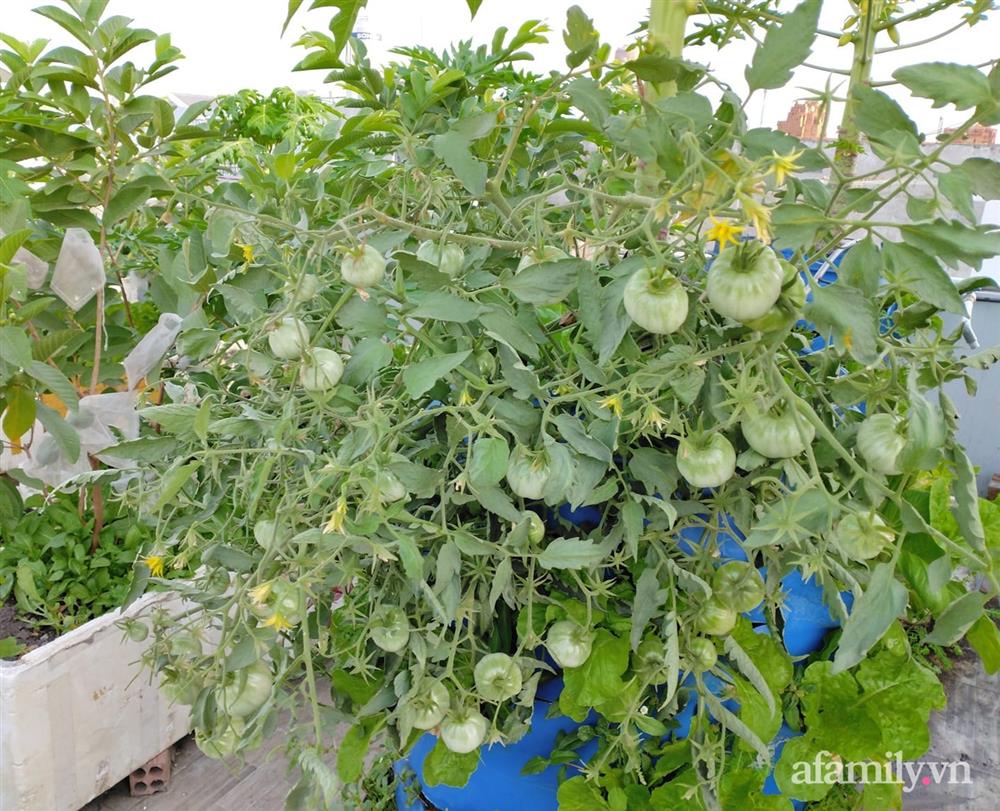 Vườn cây ăn quả trên sân thượng không khác gì một trang trại trên không ở quận 9, Sài Gòn-6