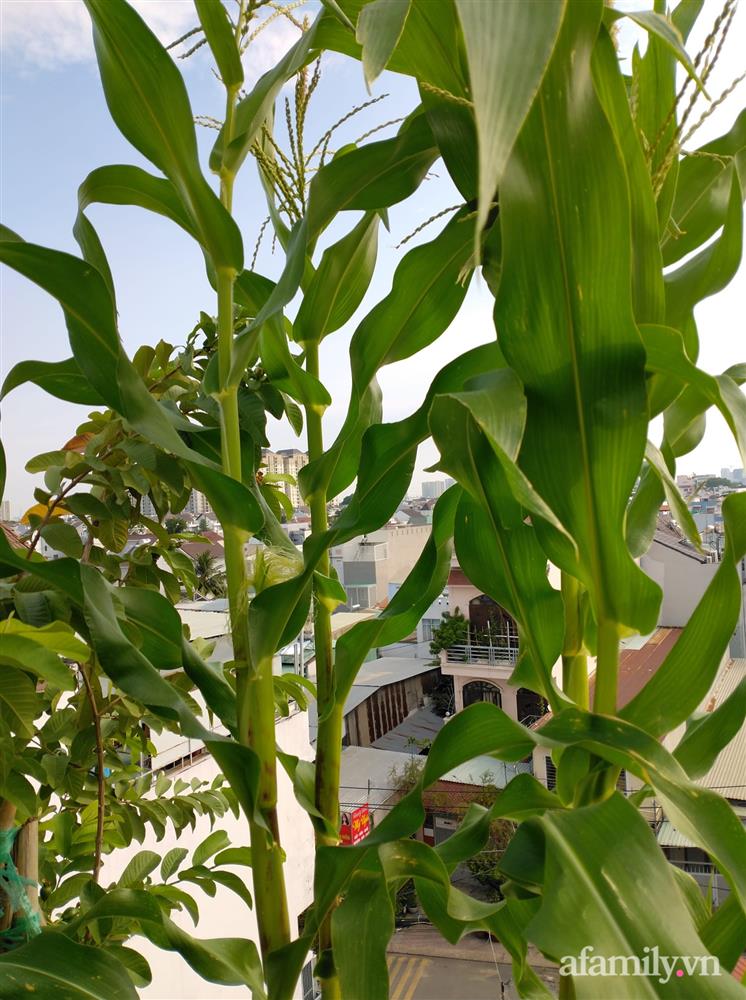 Vườn cây ăn quả trên sân thượng không khác gì một trang trại trên không ở quận 9, Sài Gòn-7