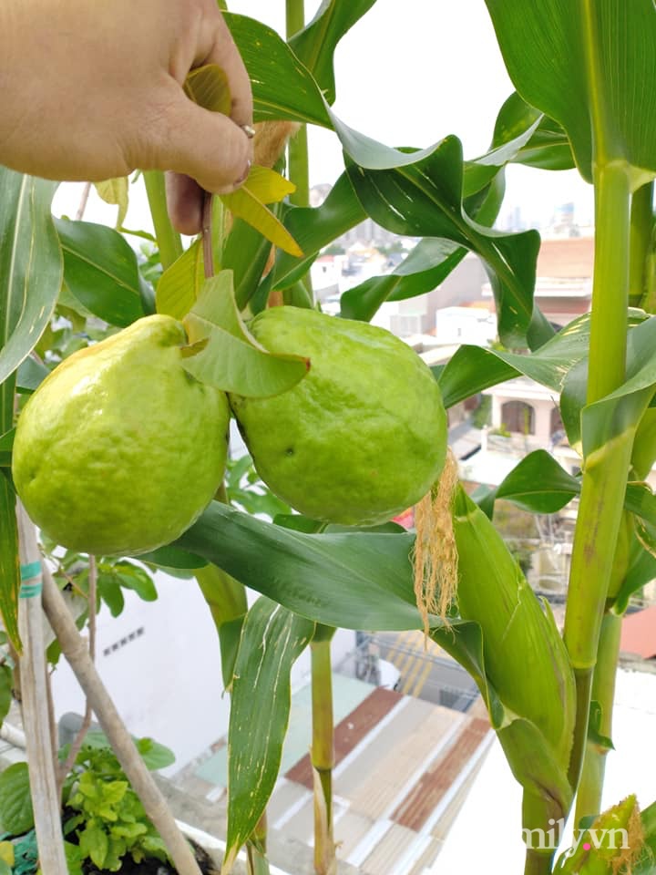 Vườn cây ăn quả trên sân thượng không khác gì một trang trại trên không ở quận 9, Sài Gòn-8