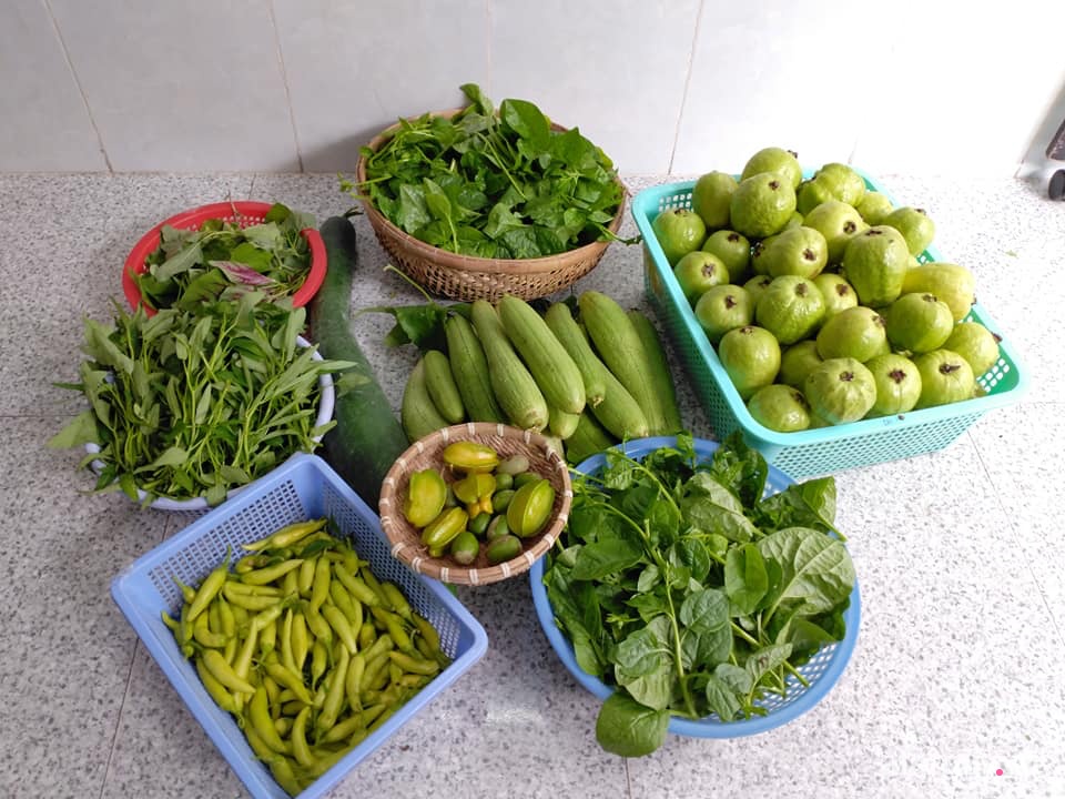 Vườn cây ăn quả trên sân thượng không khác gì một trang trại trên không ở quận 9, Sài Gòn-9