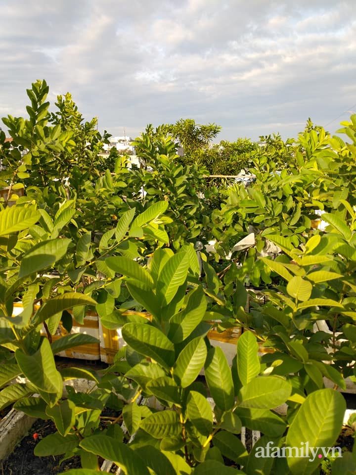 Vườn cây ăn quả trên sân thượng không khác gì một trang trại trên không ở quận 9, Sài Gòn-11