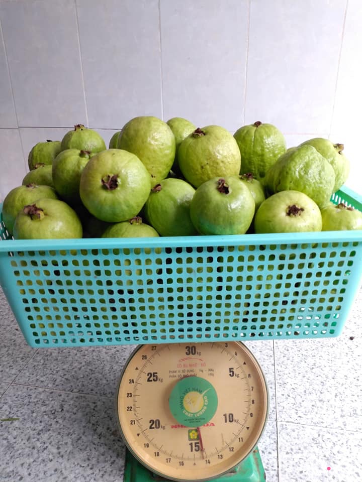 Vườn cây ăn quả trên sân thượng không khác gì một trang trại trên không ở quận 9, Sài Gòn-14