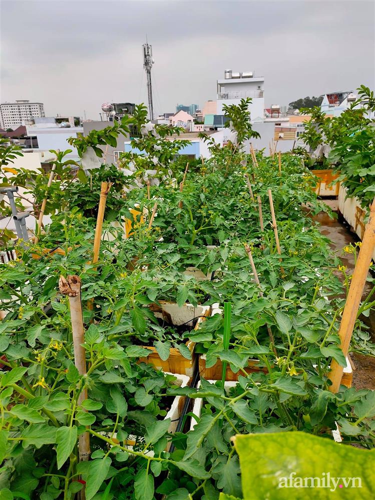 Vườn cây ăn quả trên sân thượng không khác gì một trang trại trên không ở quận 9, Sài Gòn-15