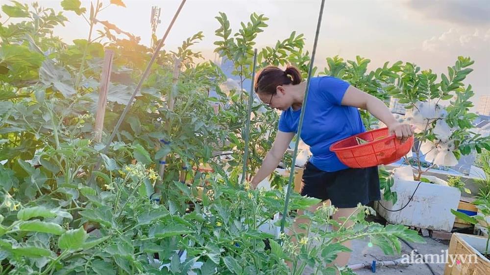 Vườn cây ăn quả trên sân thượng không khác gì một trang trại trên không ở quận 9, Sài Gòn-16