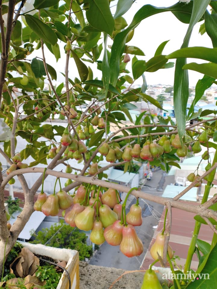 Vườn cây ăn quả trên sân thượng không khác gì một trang trại trên không ở quận 9, Sài Gòn-20
